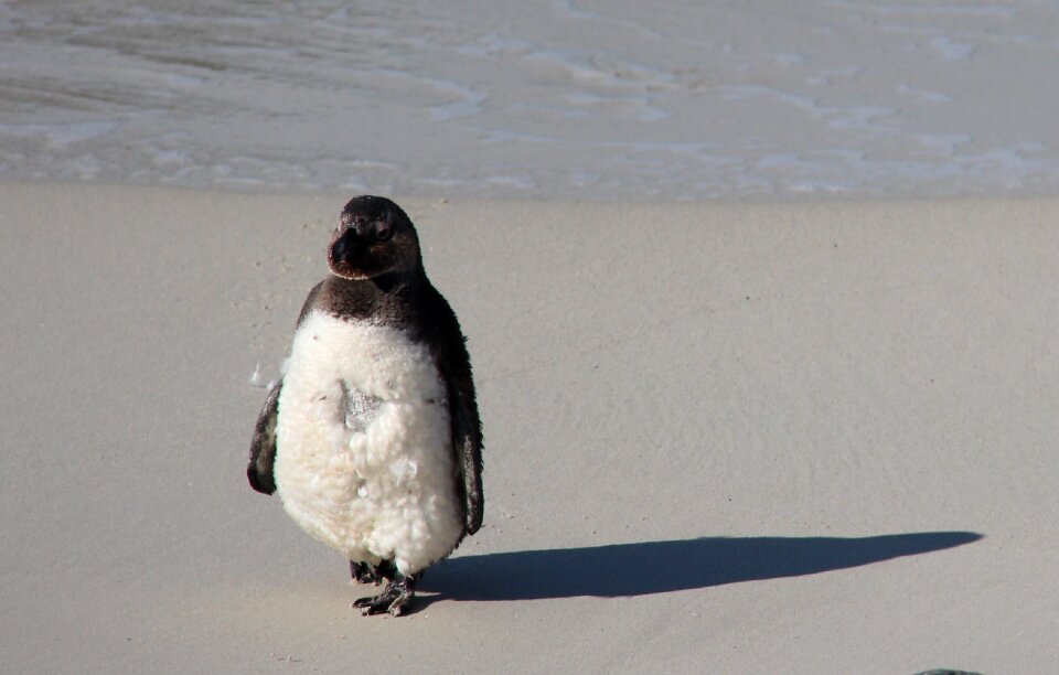 Wildlife nature seabird