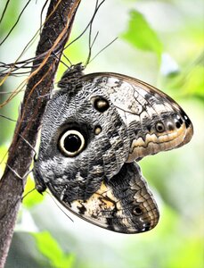 Nature garden insect