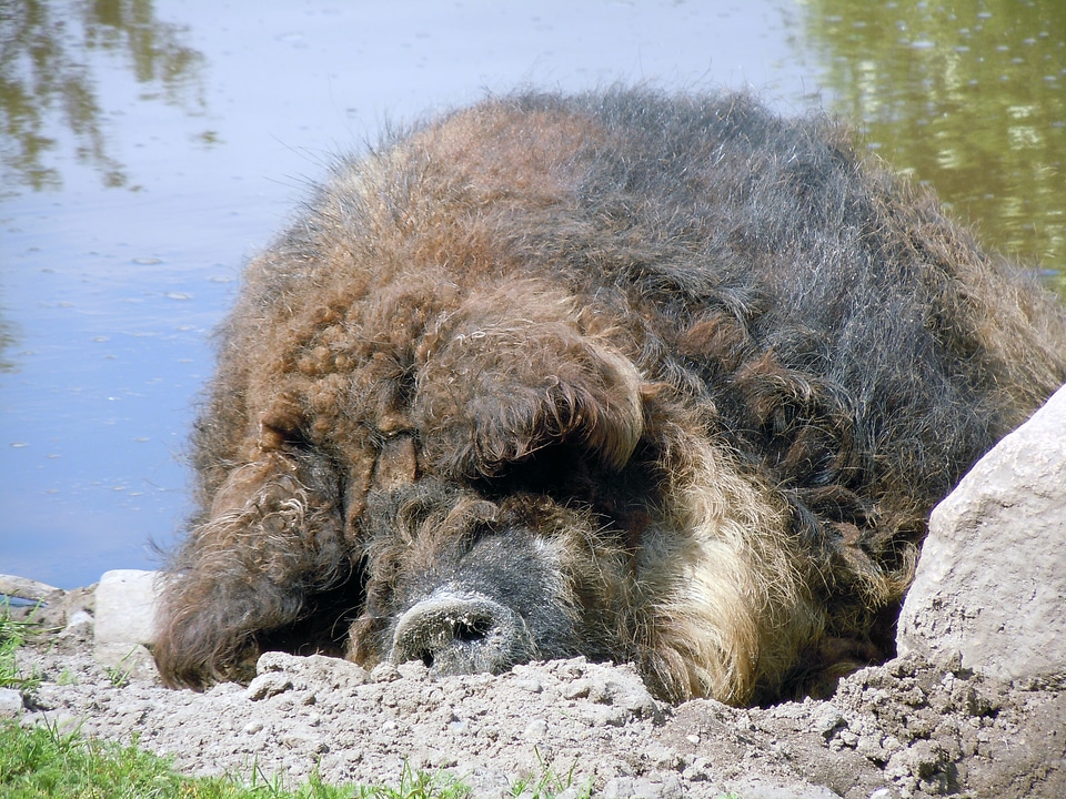 Wool pig pig sleeping