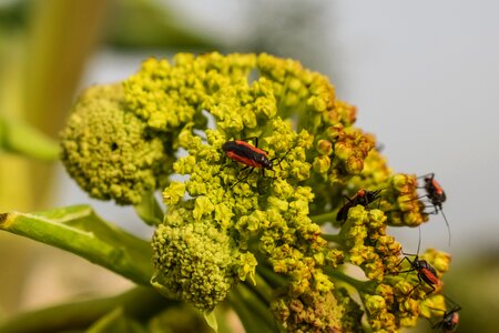 Plant nature flowering