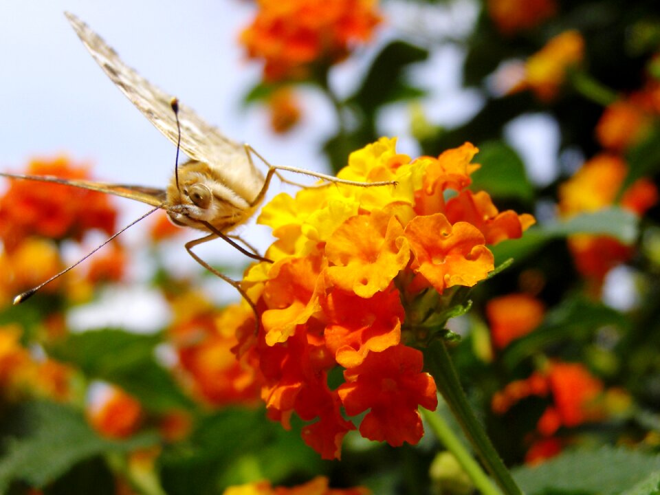 Butterfly diestel falter lantana