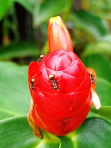 Red flower golden exotic