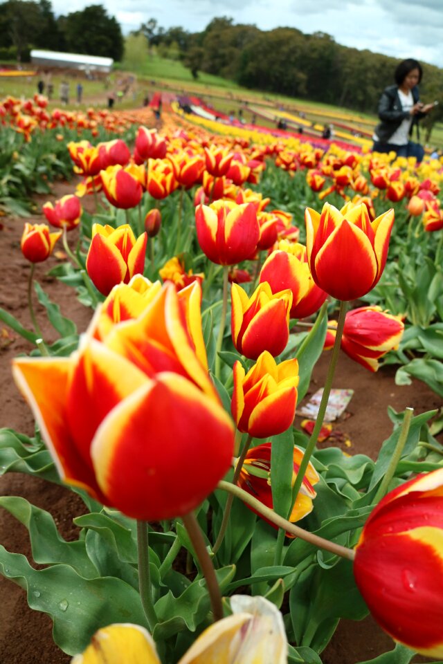 Orange green plant