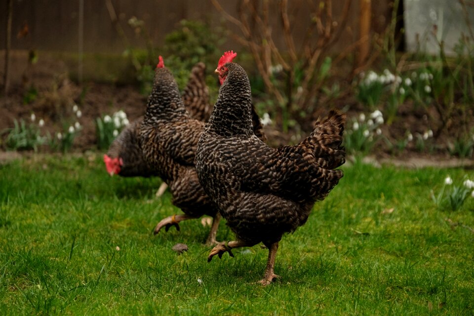 Poultry garden land