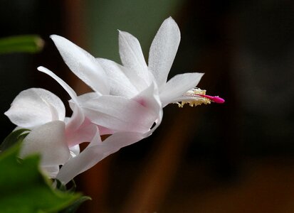 Zigokaktus decembrist white