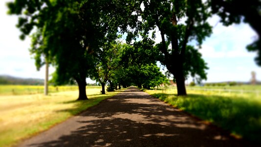 Rural tree scenic