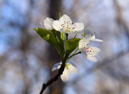 Bloom flower tree photo