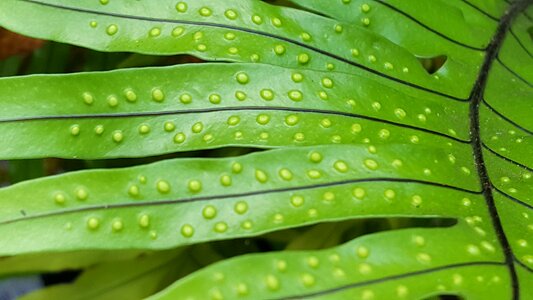 Plant foliage flora