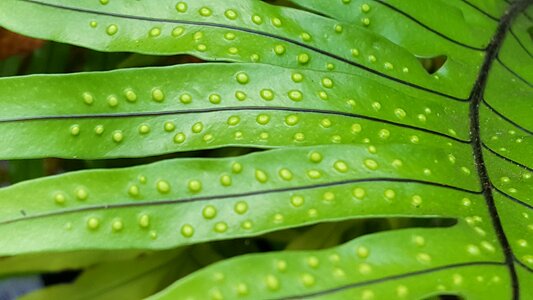 Plant foliage flora photo