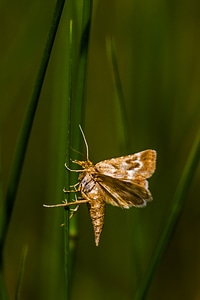 Flying insects arthropod winged photo