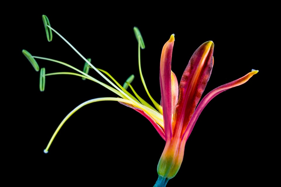 Bloom colorful cool colors