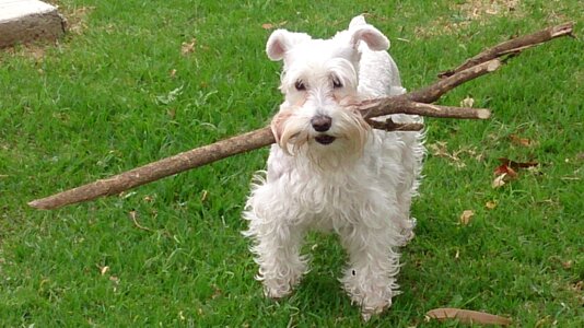 Friend animal happy