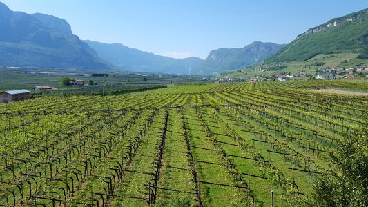 Vines valley Free photos