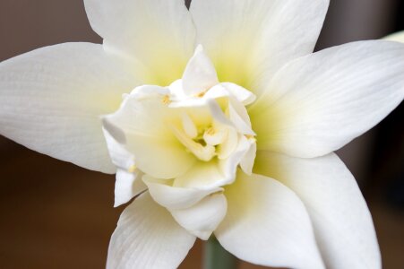 Bulbous bloom indoor plant