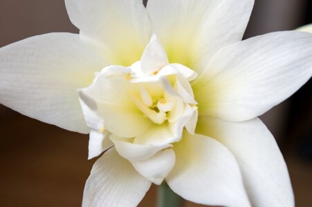 Bulbous bloom indoor plant photo