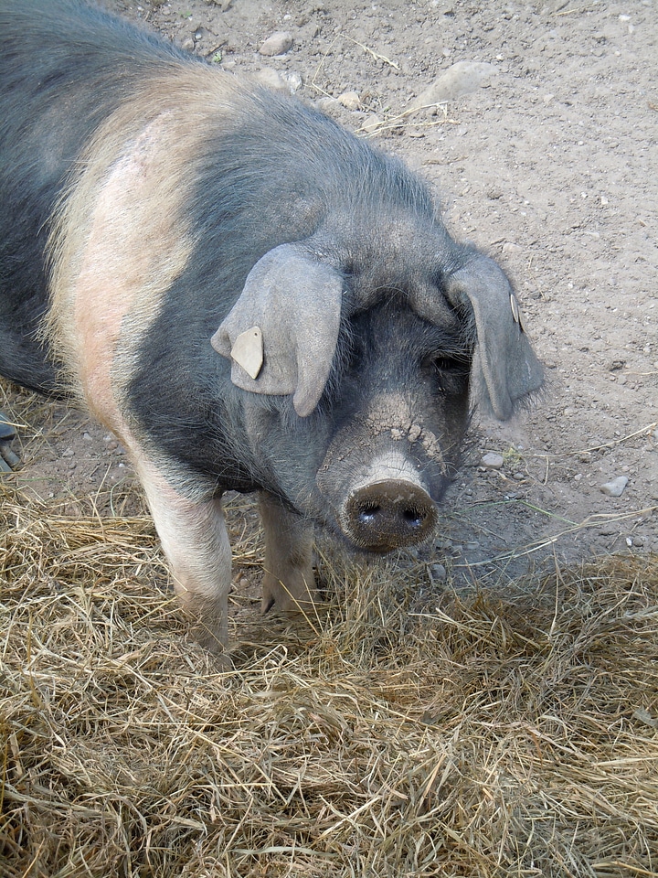 Pig livestock animal world