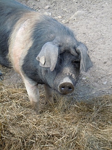 Pig livestock animal world