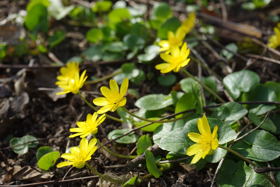 Bloom yellow ficaria verna