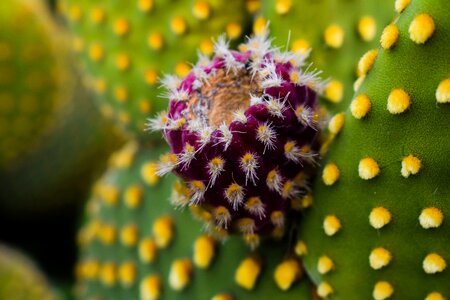 Nature mediterranean fruit