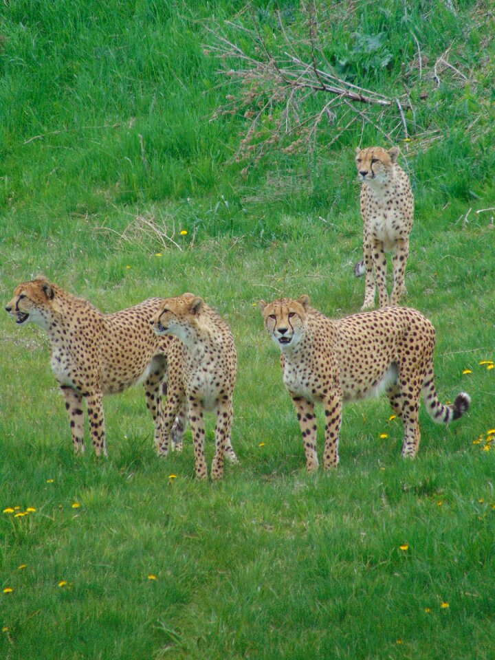 Africa feline nature