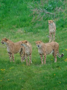 Africa feline nature