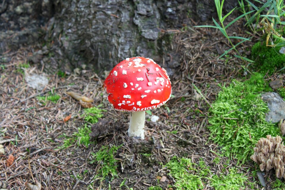 Forest forest floor autumn