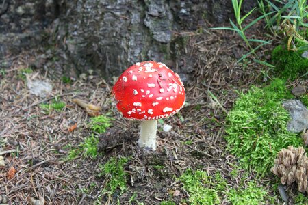 Forest forest floor autumn photo