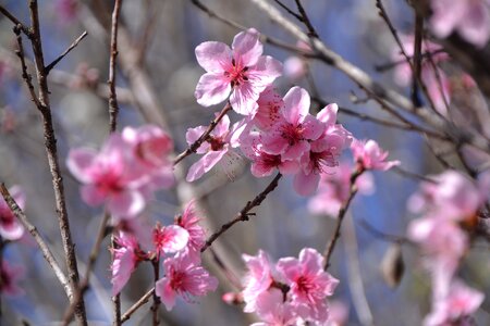 Botany flower bloom