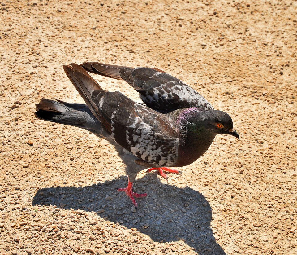 Dove flight motion photography