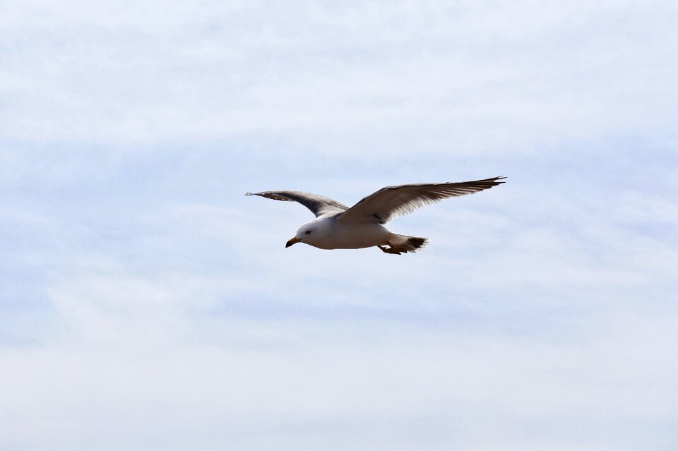 Beach sea gull seagull