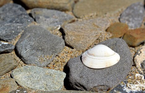 Holidays the coast scallop