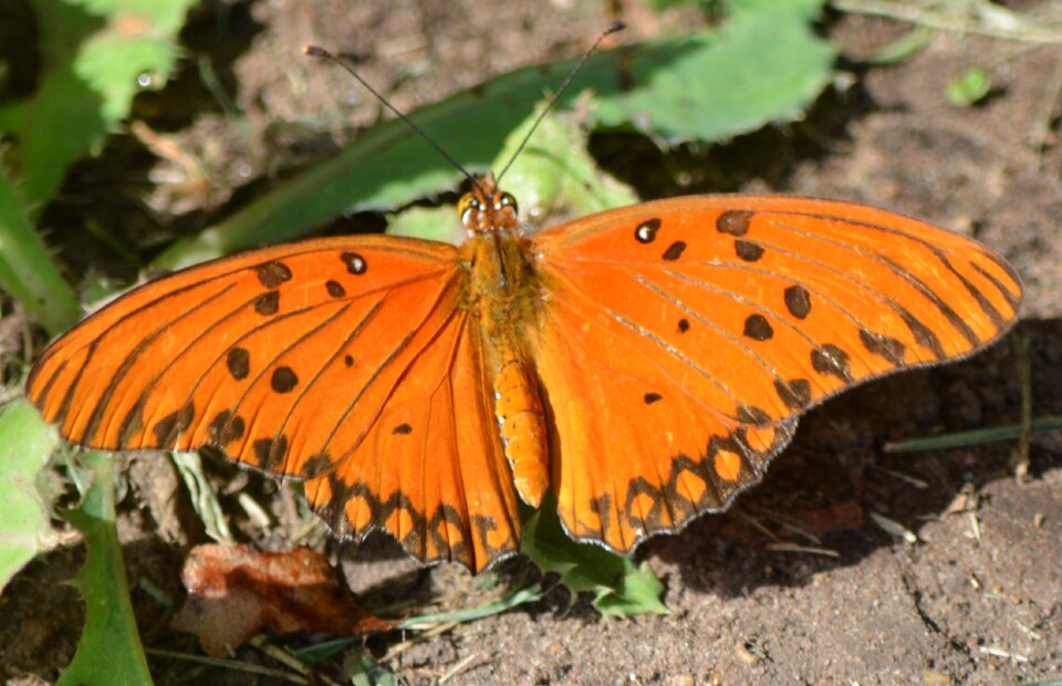 Butterfly nature orange