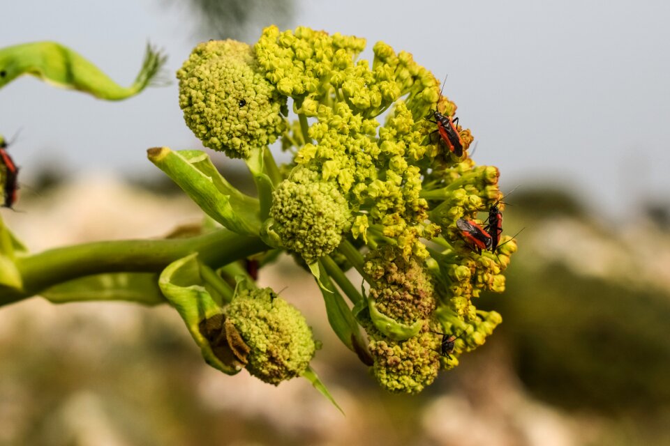 Plant nature flowering