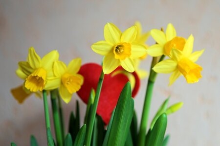 Plant narcissus daffodil photo