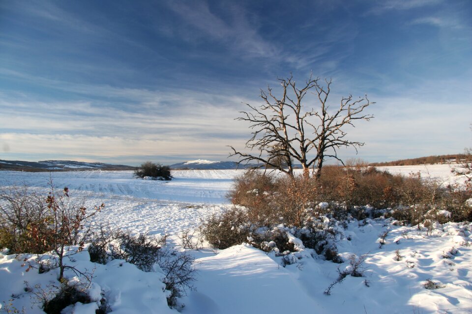 Tree white snowy landscape