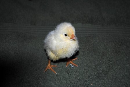 Cute baby beak photo