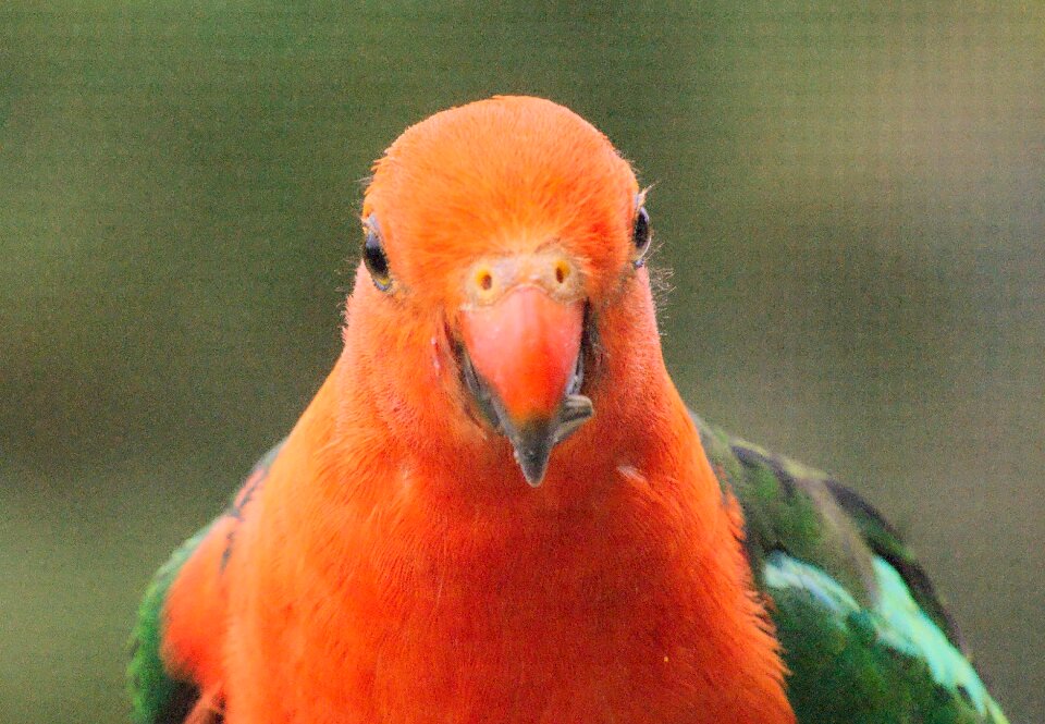 Animal exotic orange photo