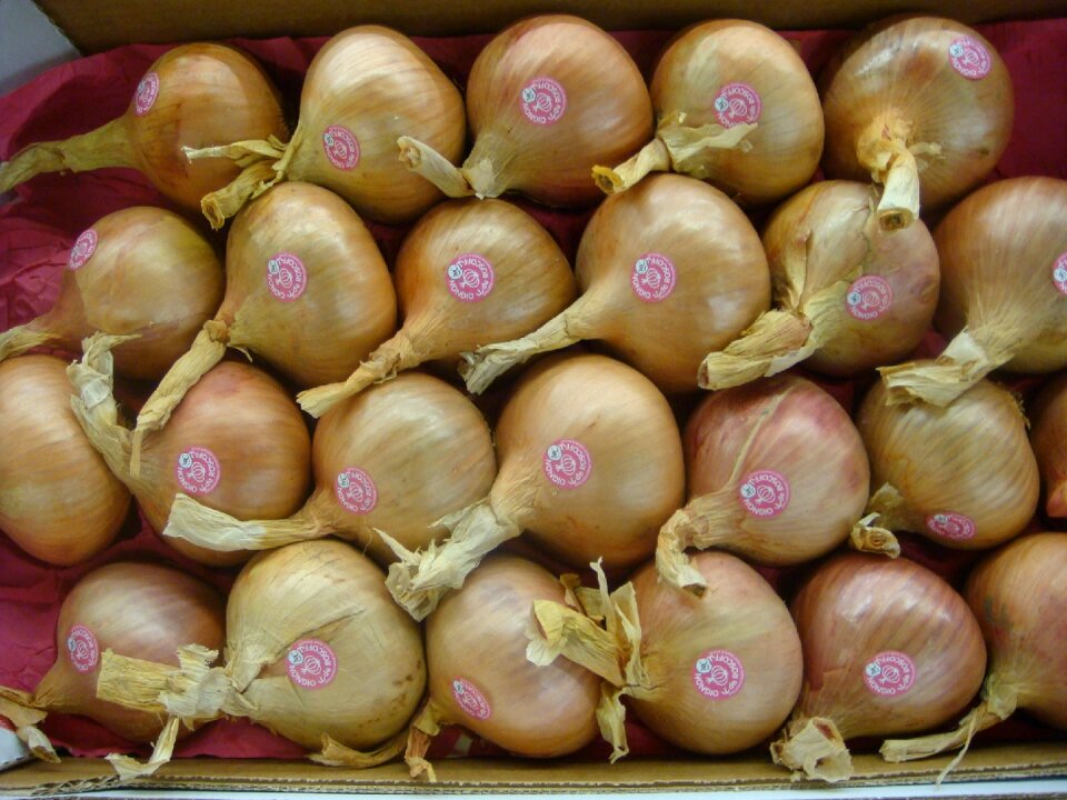 Onions roscof france