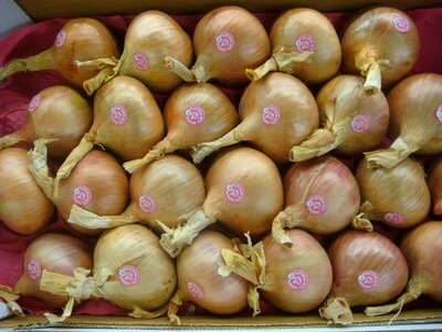 Onions roscof france