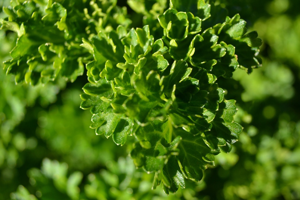 Petroselinum crispum garden culinary