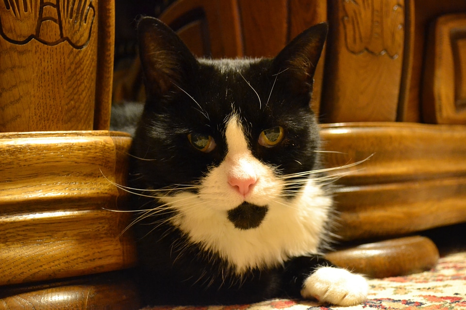 Felis catus hiding watching