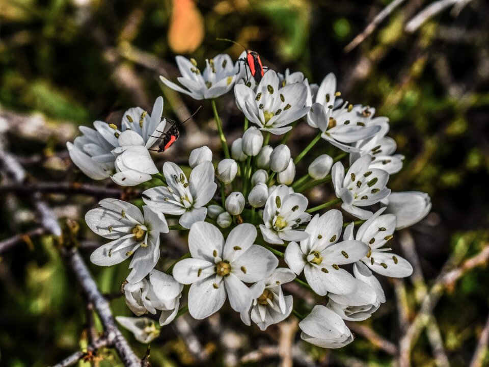 White flowers beetles nature