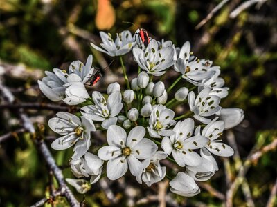White flowers beetles nature