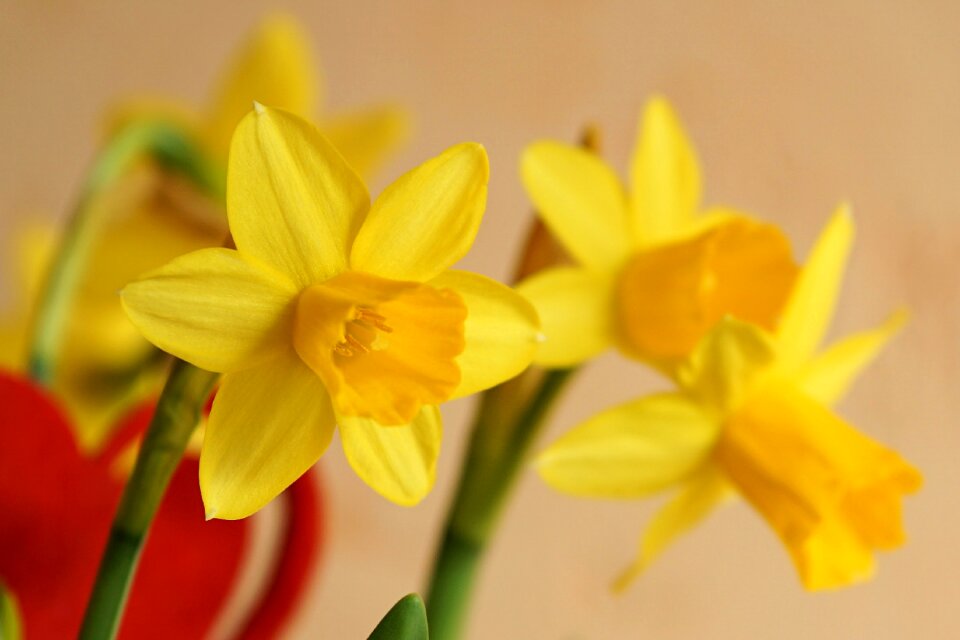 Daffodil narcissus spring