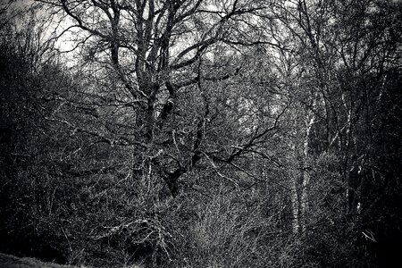 Landscape branch branches mood photo