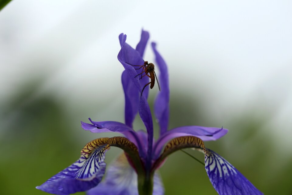Iris garden blue