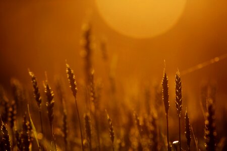 Spikes agriculture still life
