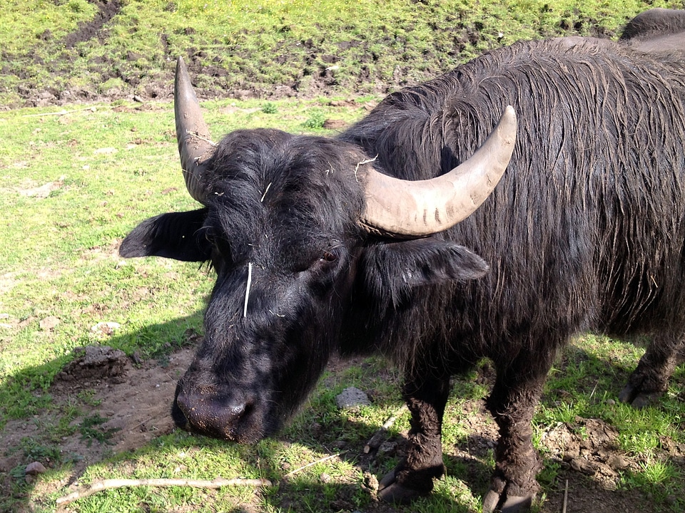 Beef water buffalo livestock