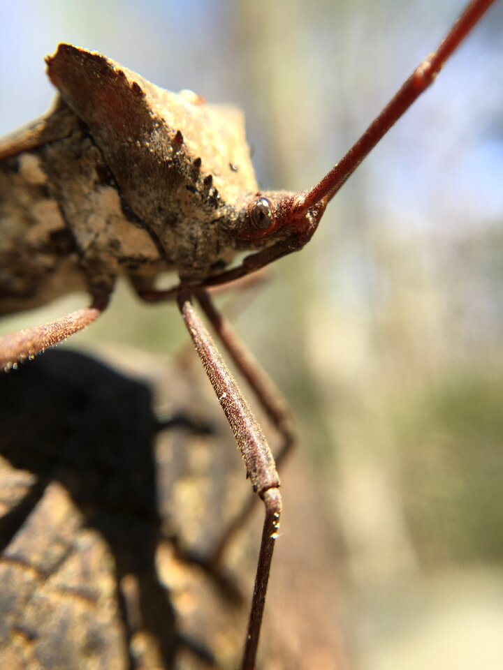 Wildlife leaffootedbug animal