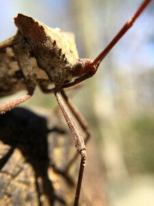 Wildlife leaffootedbug animal